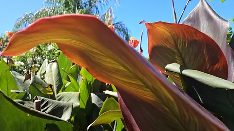 South American Compound — view 12