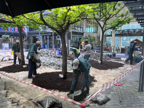 Piazza Trees — view 5