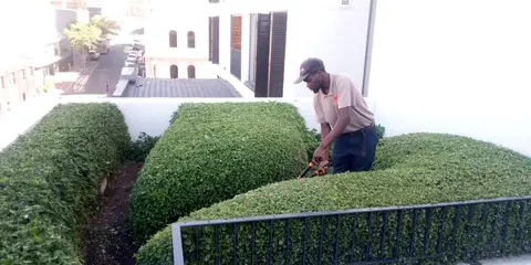 Team member trimming rooftop hedges