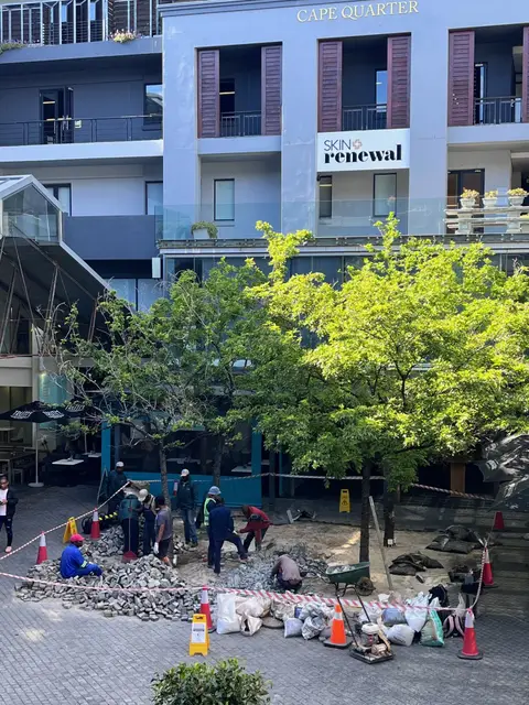 Piazza Trees — view 1