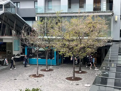 Piazza Trees — view 9
