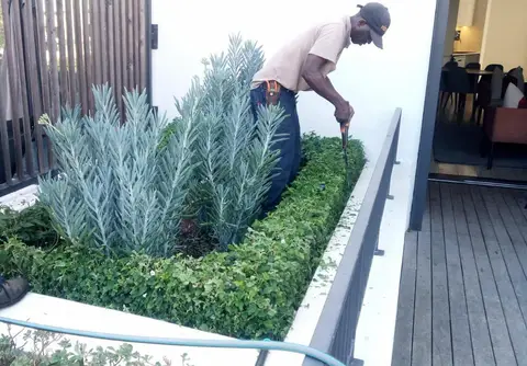 Team member tending planter bed
