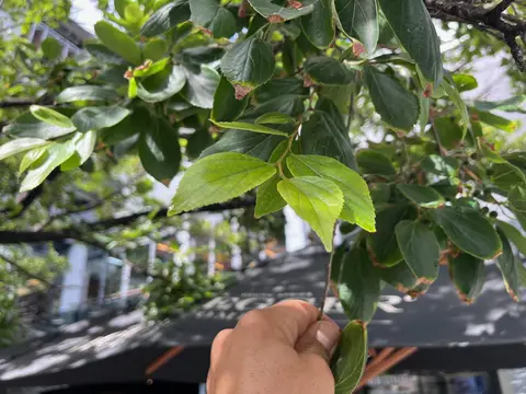 Piazza Trees — view 6