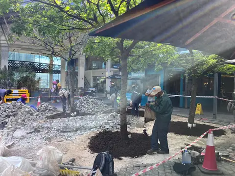 Piazza Trees — view 4