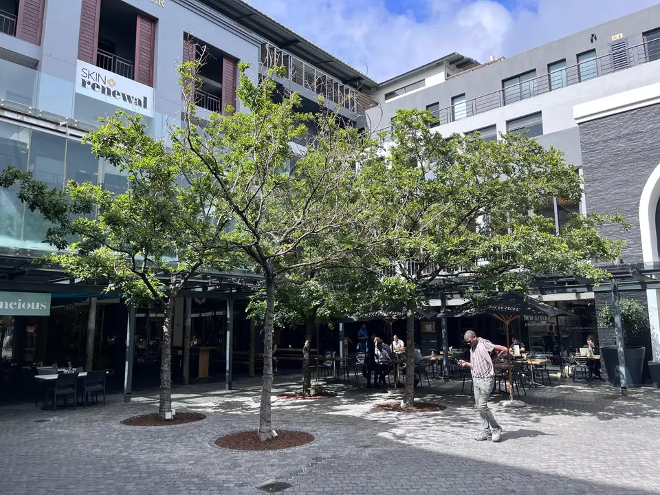 Piazza Trees — Cape Quarter Shopping Centre