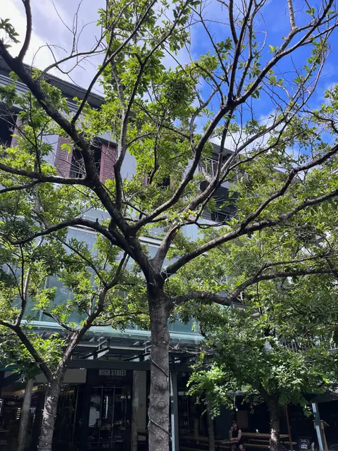 Piazza Trees — view 7