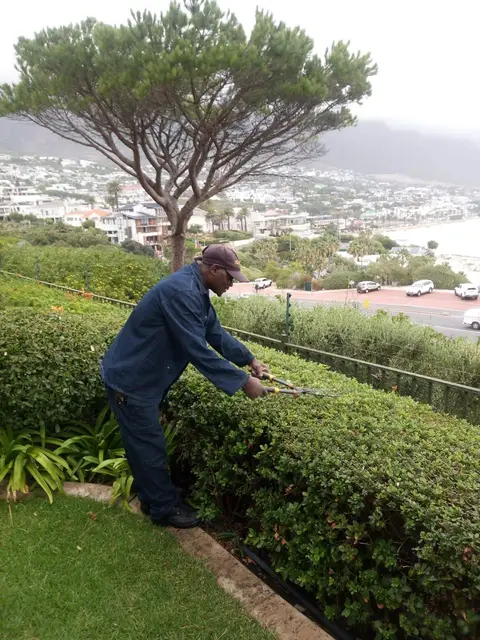 Team member trimming hedge
